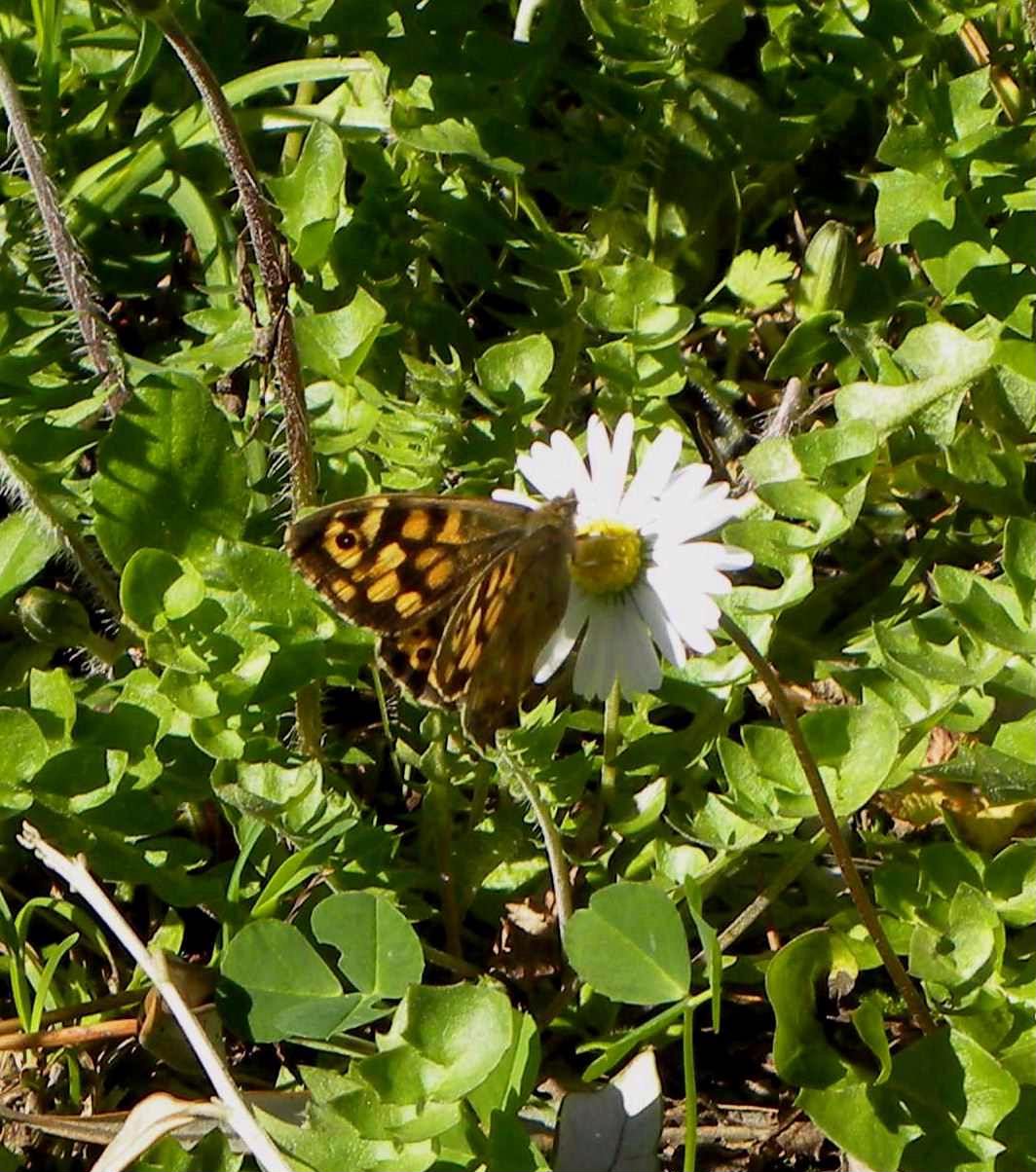 farfalla da identificare - Pararge aegeria